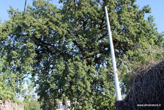 Quercia santa Lucia